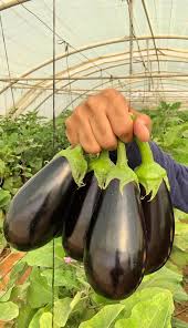 بذر بادمجان