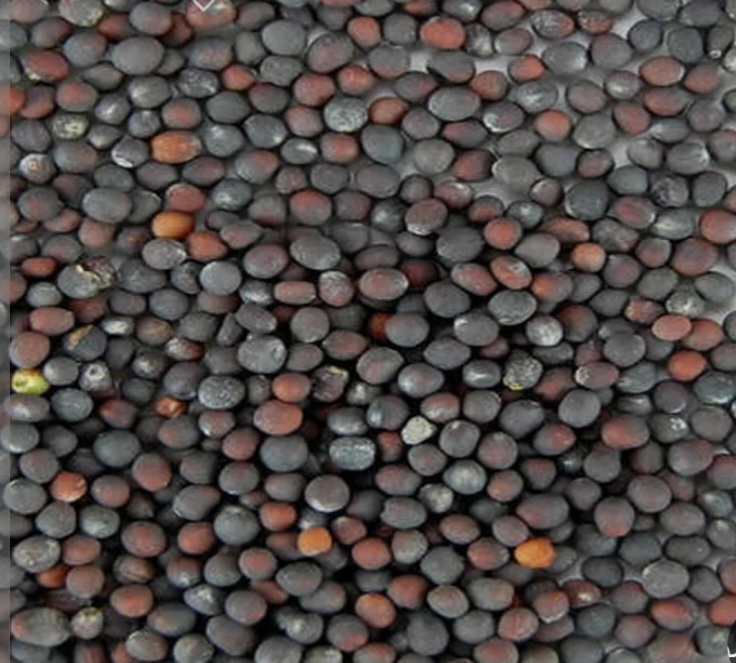 بذر کلم پیچ