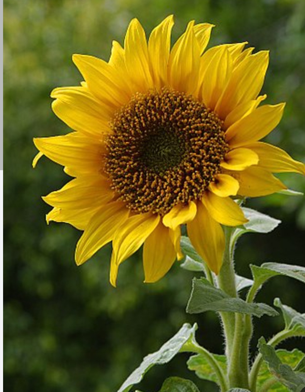 آفتابگردان