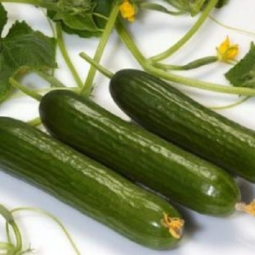 بذر خیار بوته ای