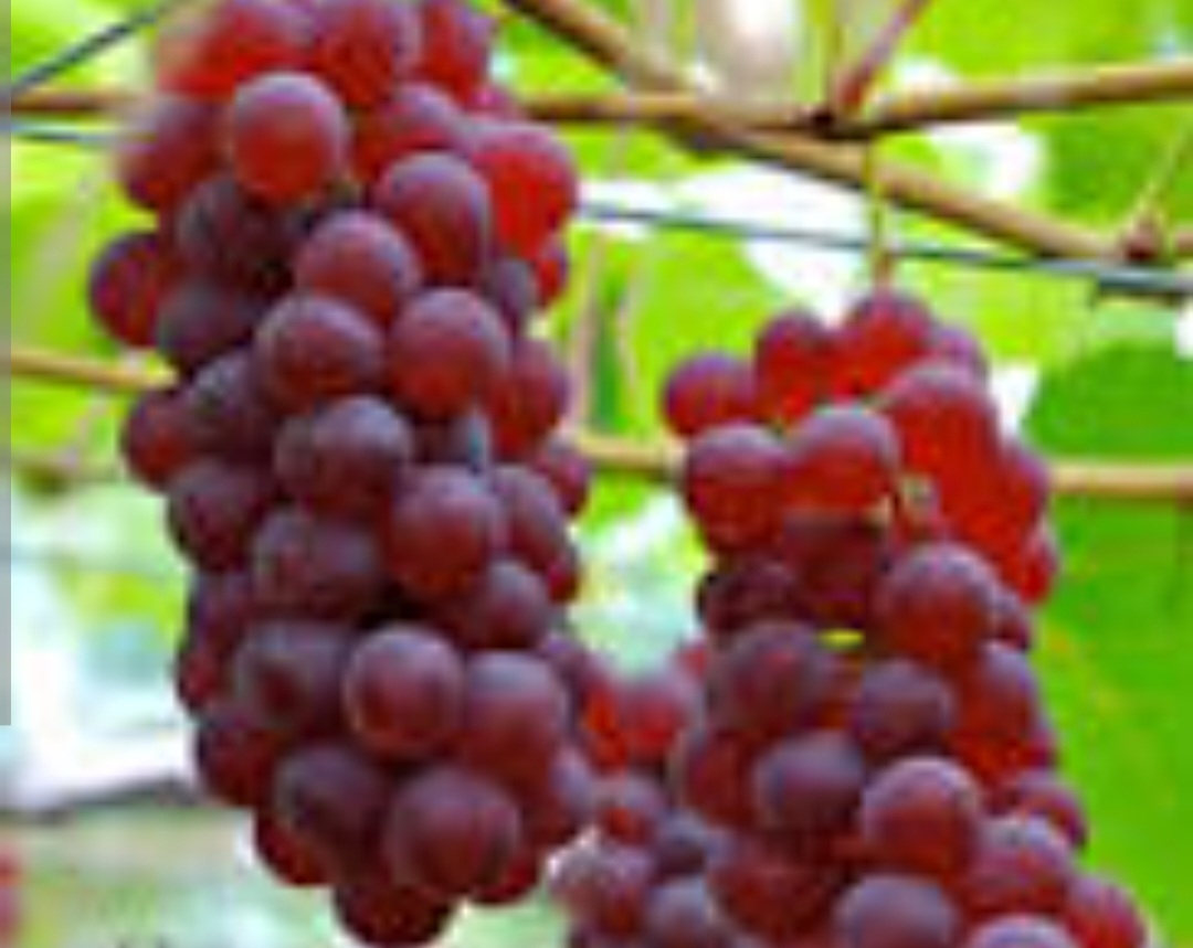 انگور عسگری