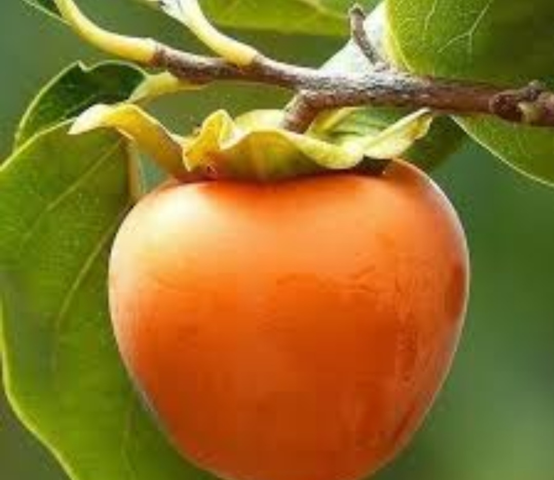 خرمالو سایی جو