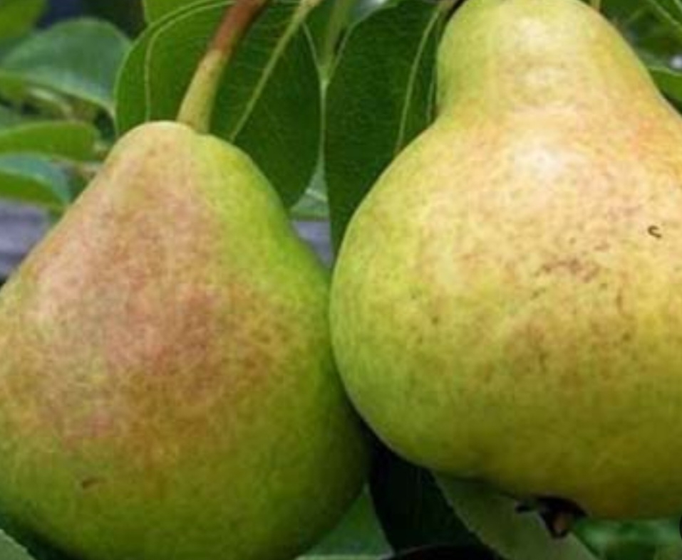 گلابی بیروتی