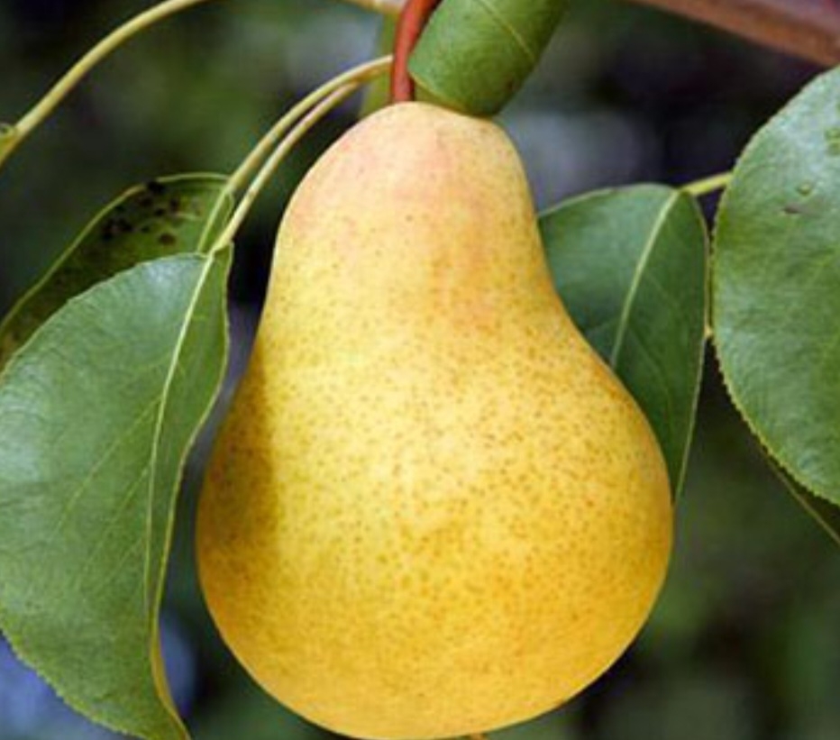 گلابی شاه میوه