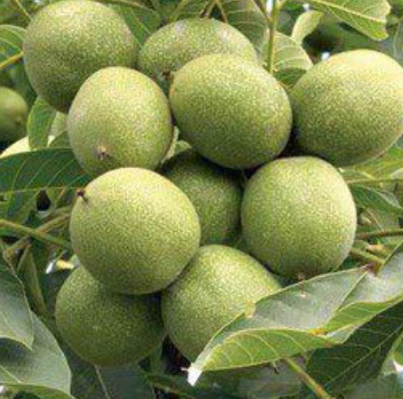 گردو خوشه ای فرانسه