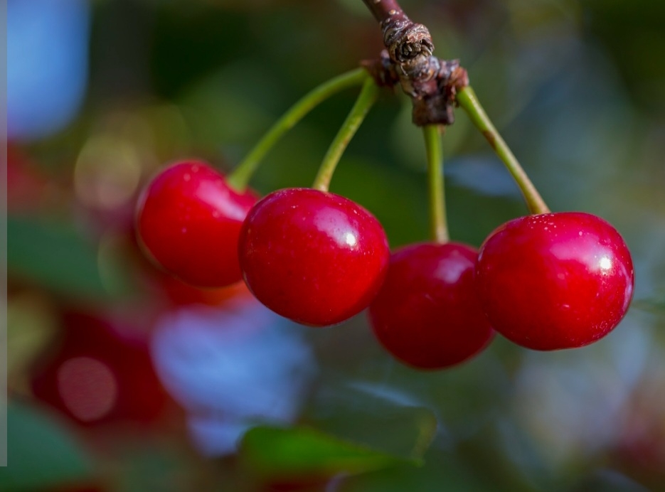 البالو مونت مورنسی
