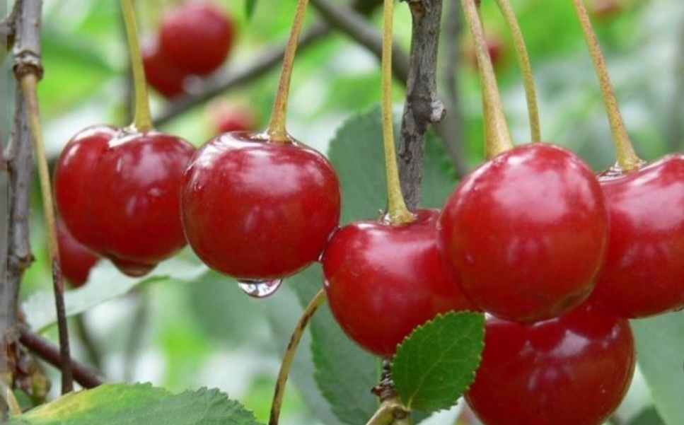 البالو گیسی