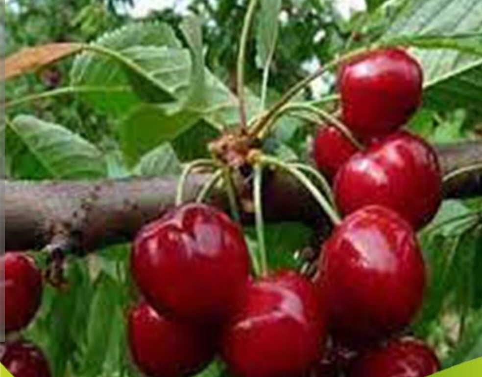 البالو پاندی