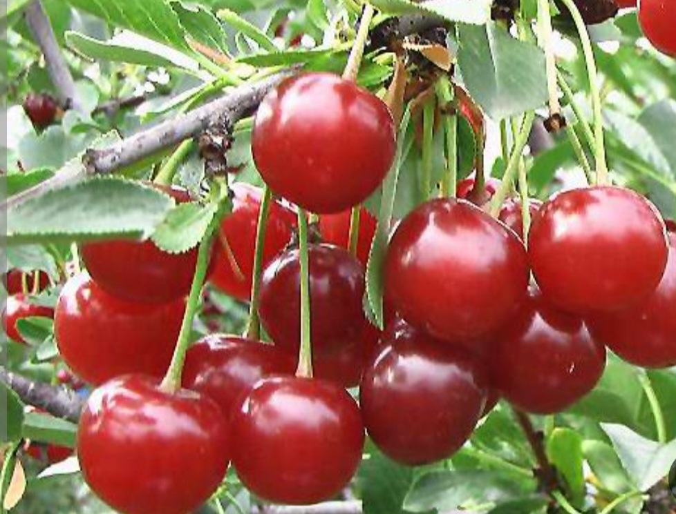 البالو بوترمو