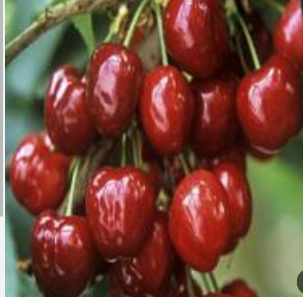 گیلاس فوریا