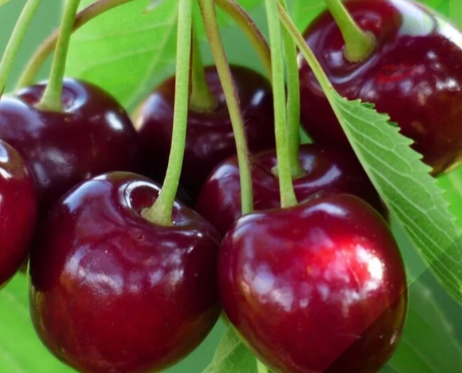 گیلاس چینوک