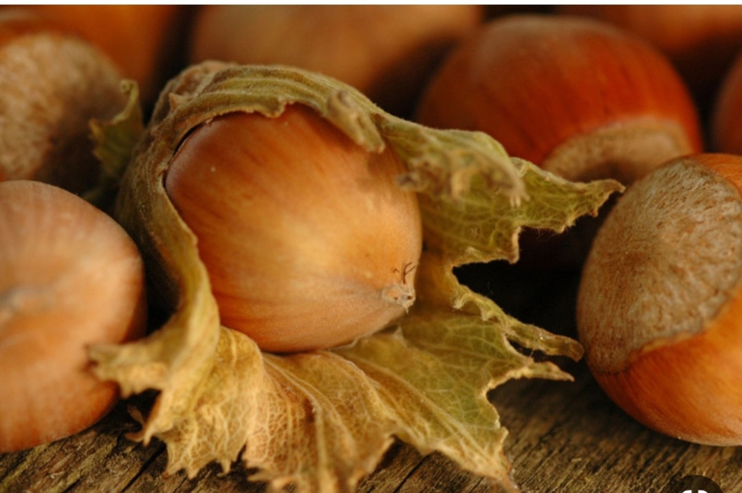 فندق نخجوان