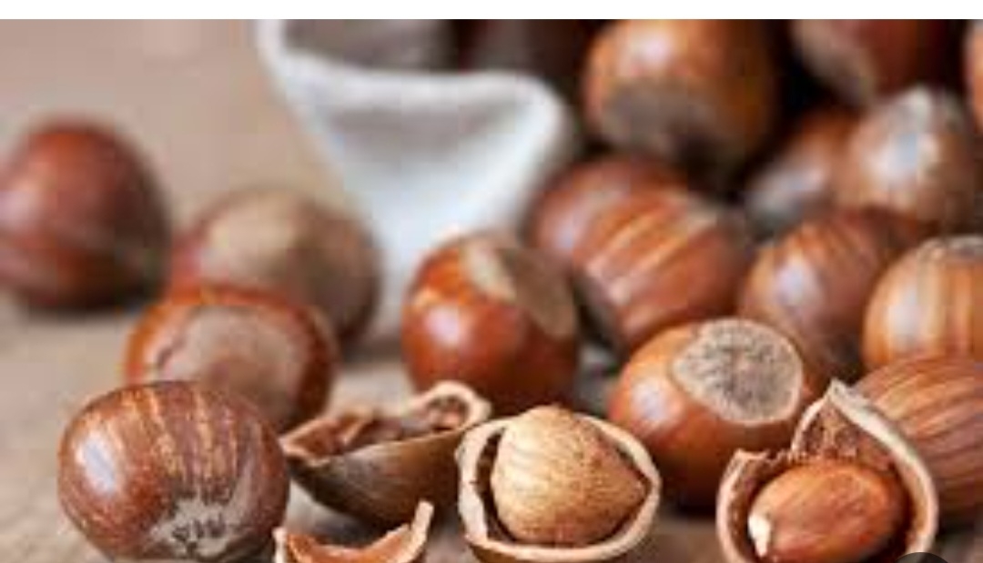 فندق کامپانیکا