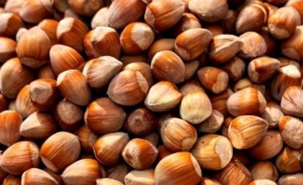 فندق دو کوتارد