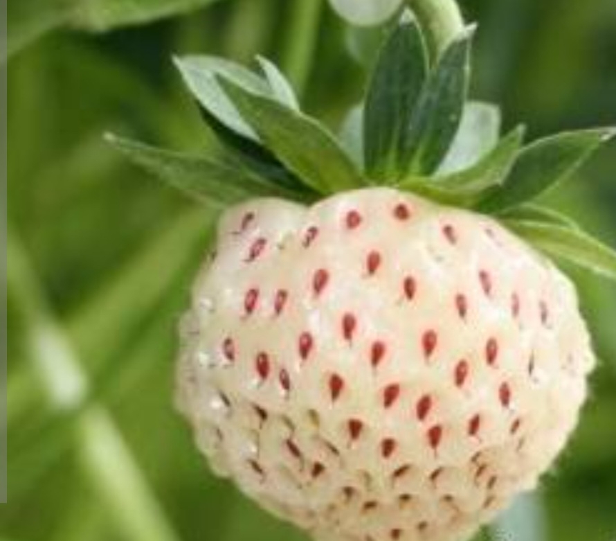 توت فرنگی آناناسی