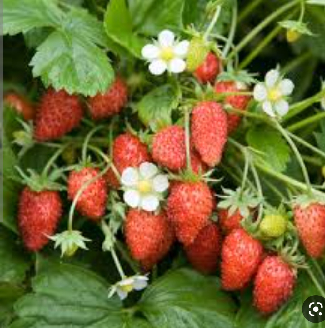 توت فرنگی وحشی