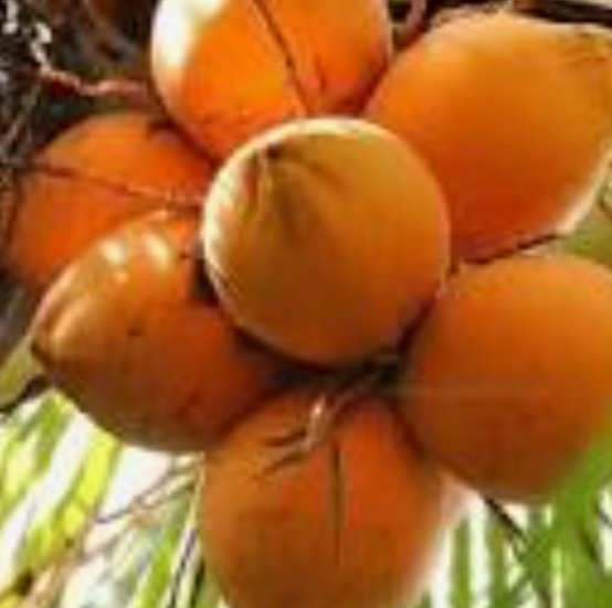 نارگیل مالایی طلایی