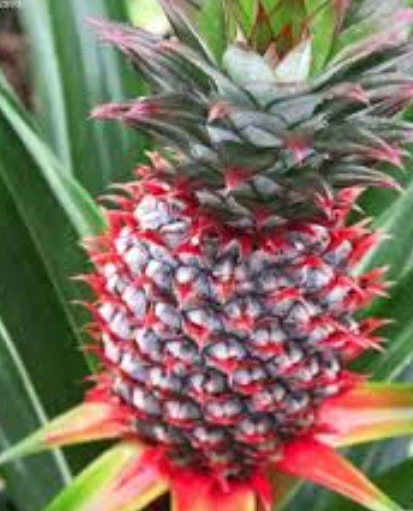 اناناس کوئین