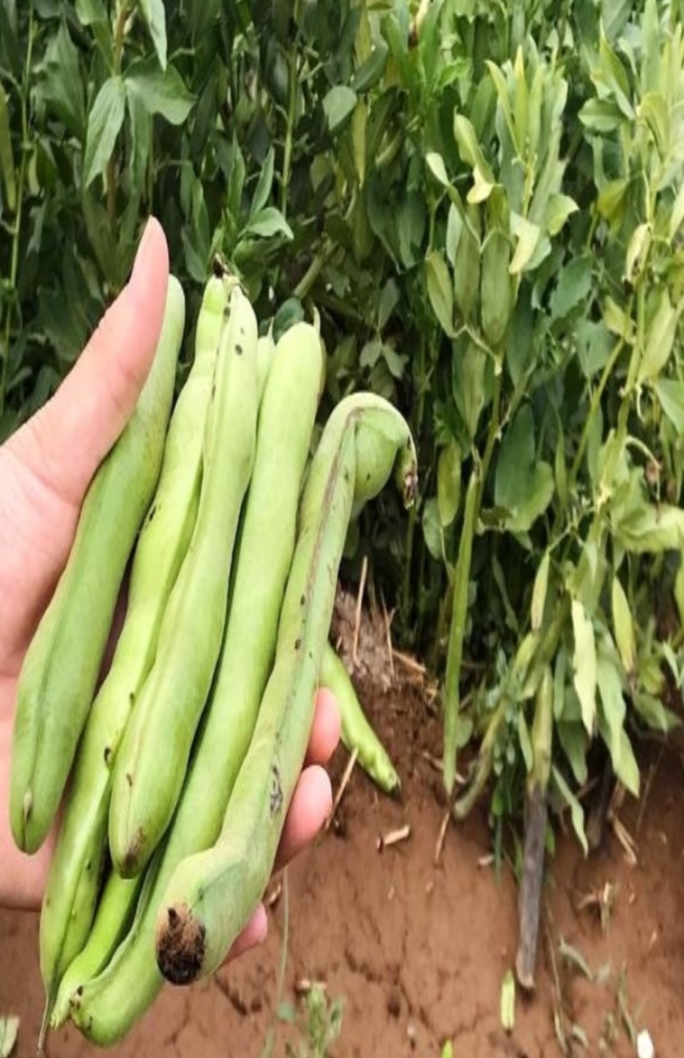 باقلا شادان