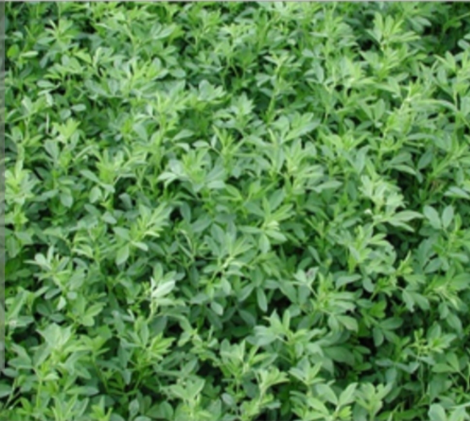 یونجه همدانی