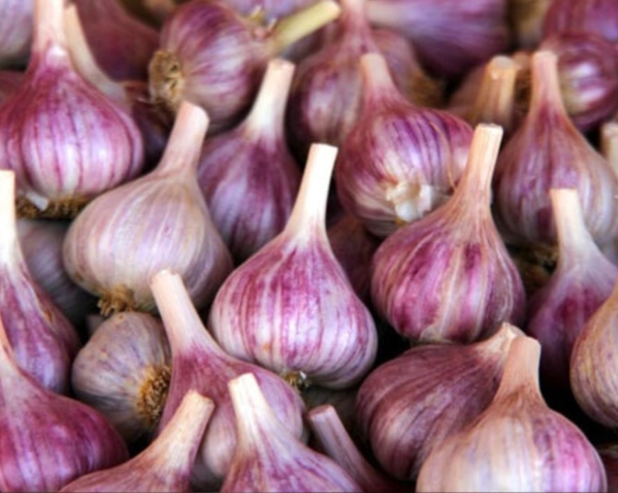 سیر نوار بنفش