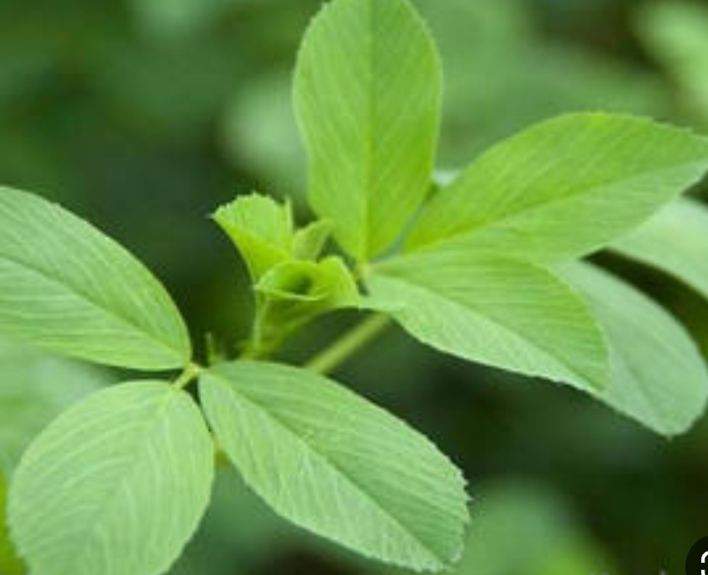 یونجه موآپا