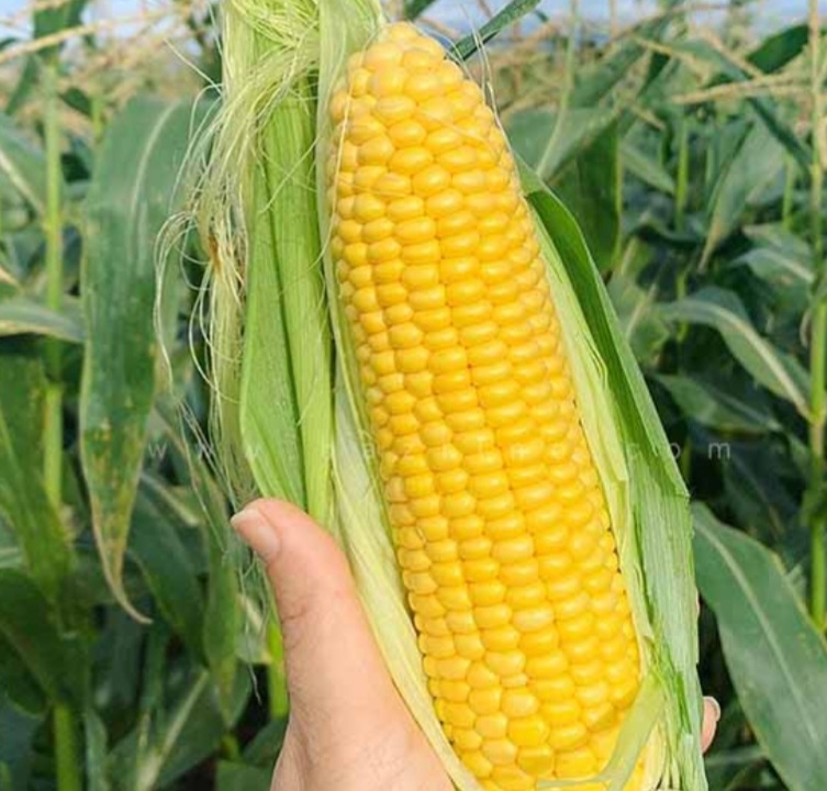 بذر ذرت سمیرا