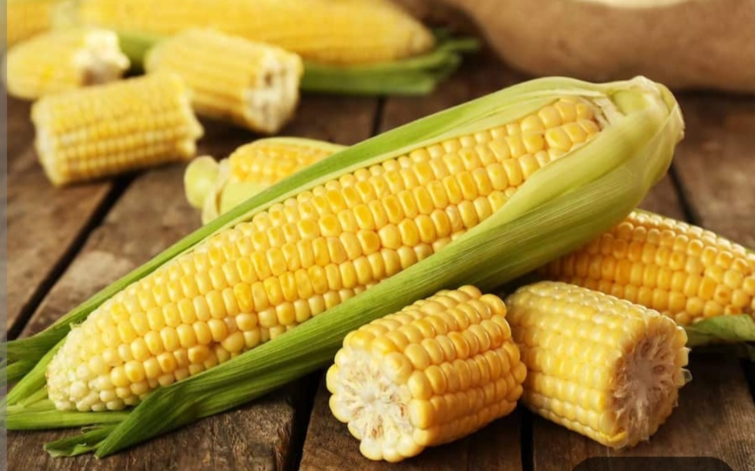 بذر ذرت تایسون