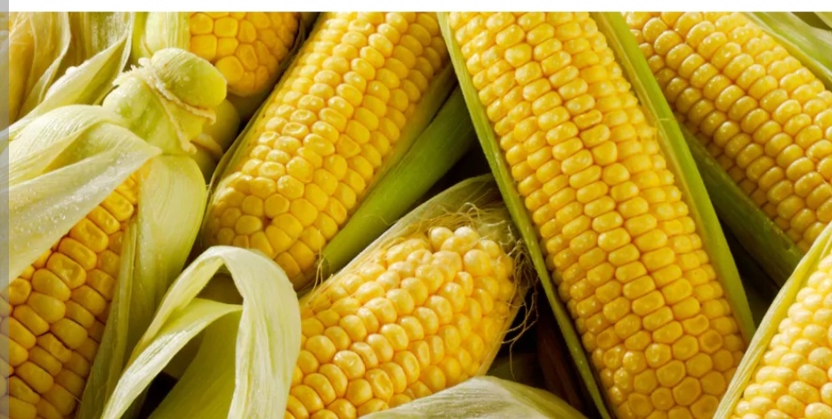 بذر ذرت ژاکسلین