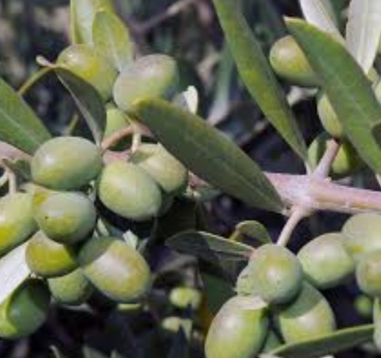 زیتون فیشمی