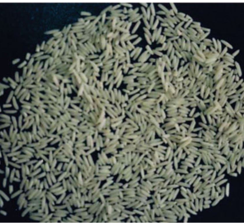 برنج سپید رود