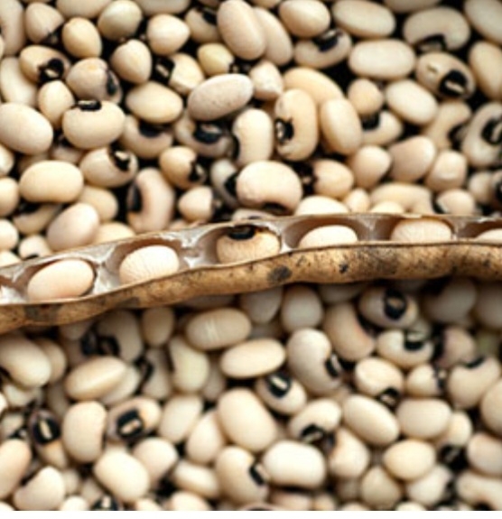 لوبیا چشم بلبلی