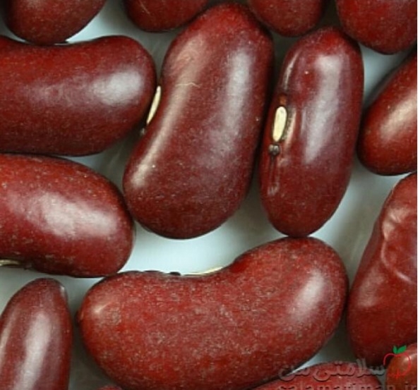 لوبیا کالیفرنیا