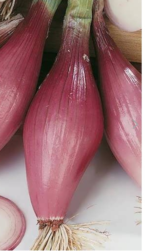 پیاز قرمز کشیده