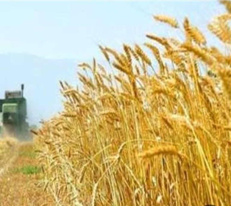 گندم هیرمند