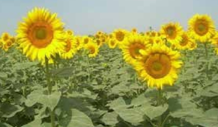 آفتابگردان فرخ