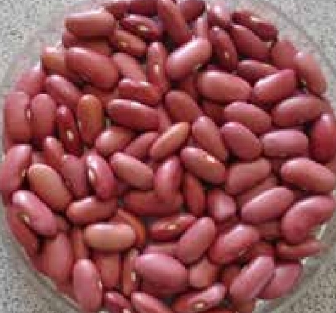 لوبیا درخشان