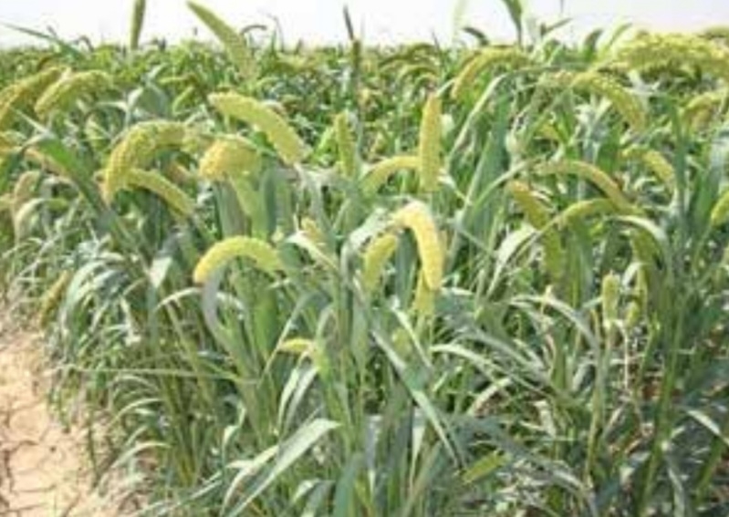 ارزن باستان