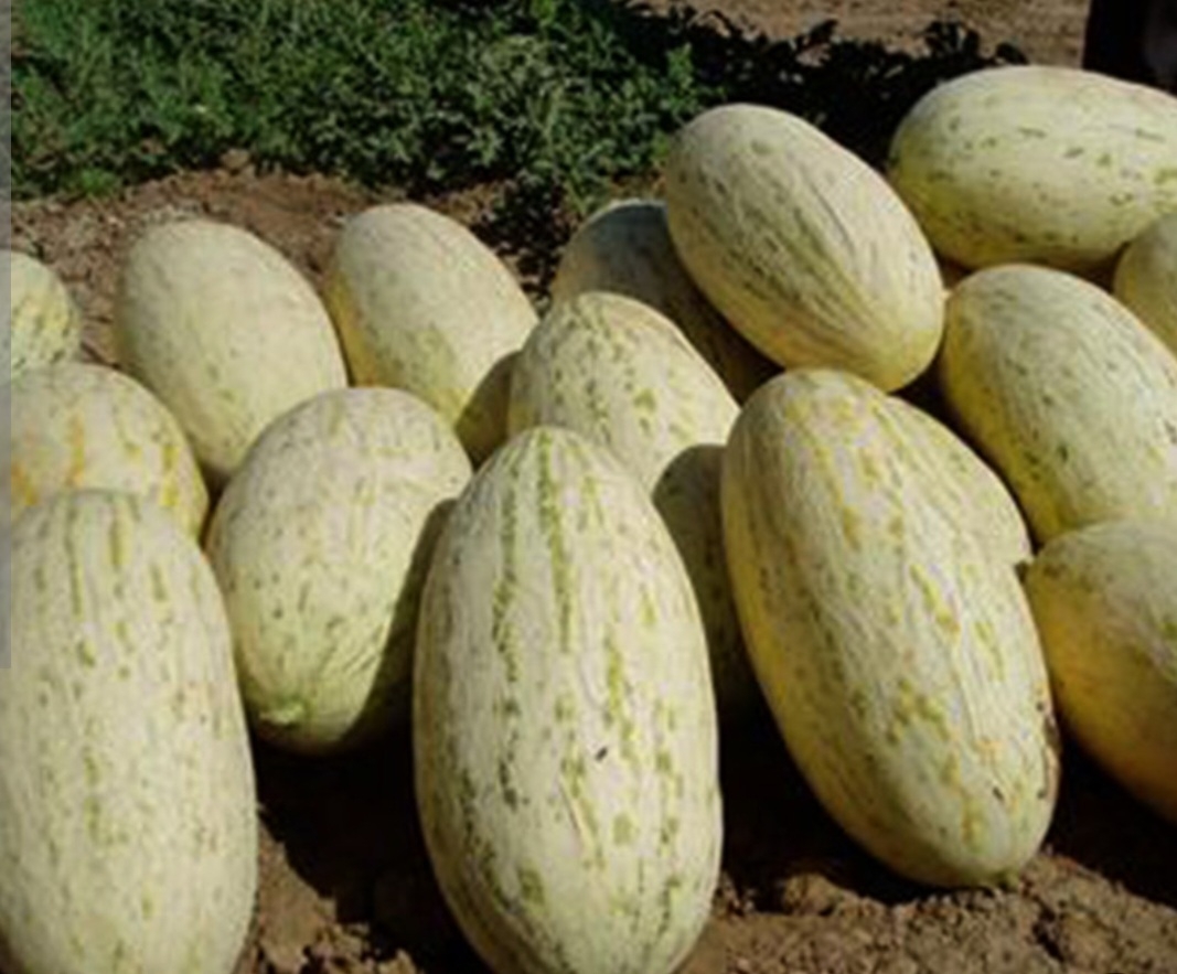 خربزه درگزی