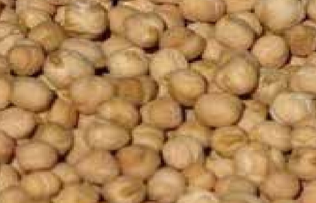 نخود بینیالود