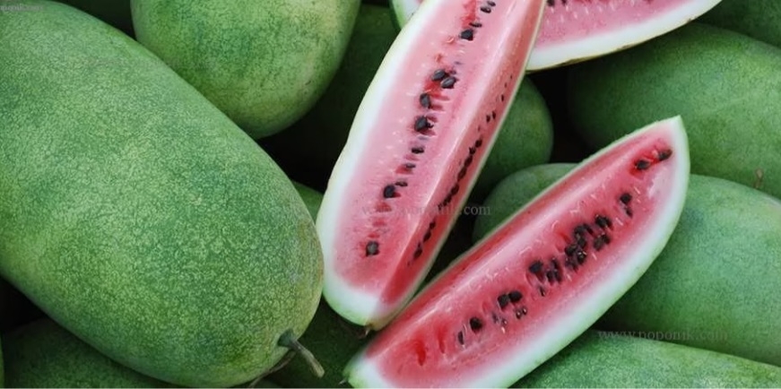 هندوانه چارلستون