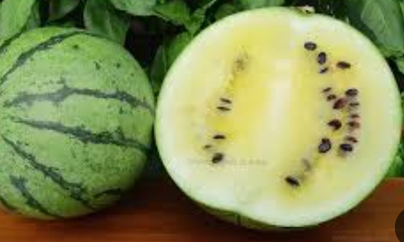 هندوانه کرم ساسکاچوان