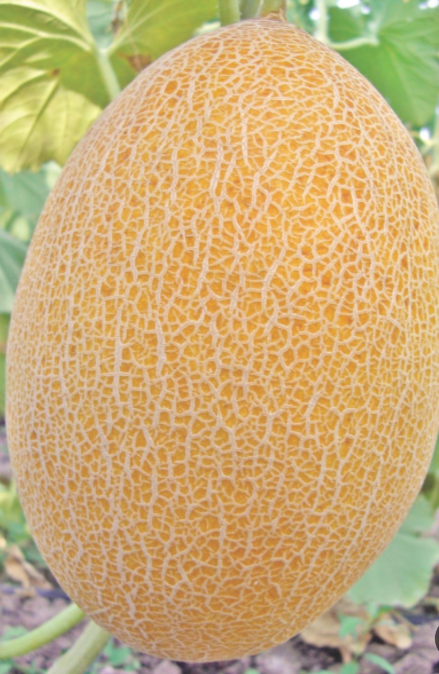 خربزه آناناسی