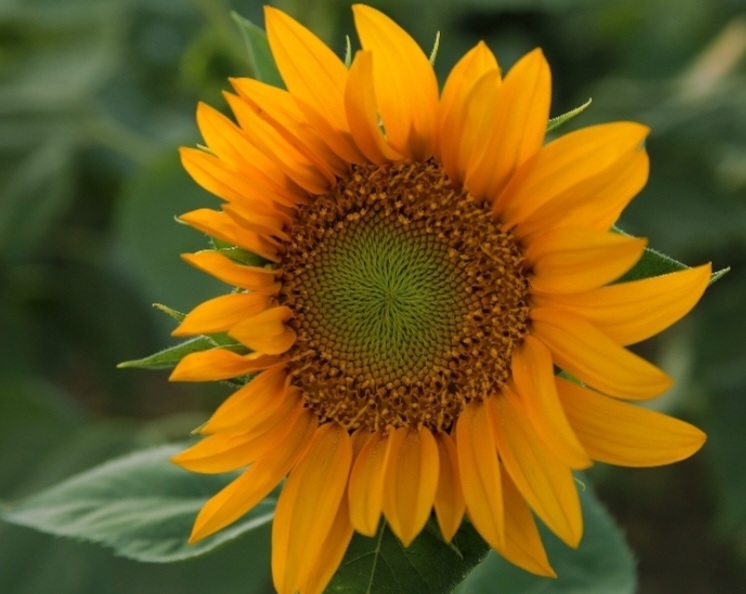 آفتابگردان برزگر