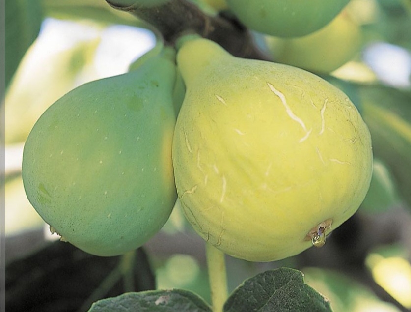 انجیر کادوتا