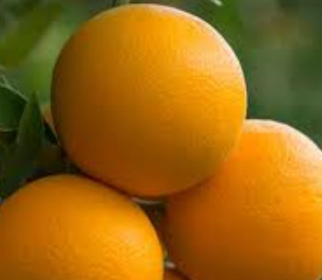 پرتقال سانگولا