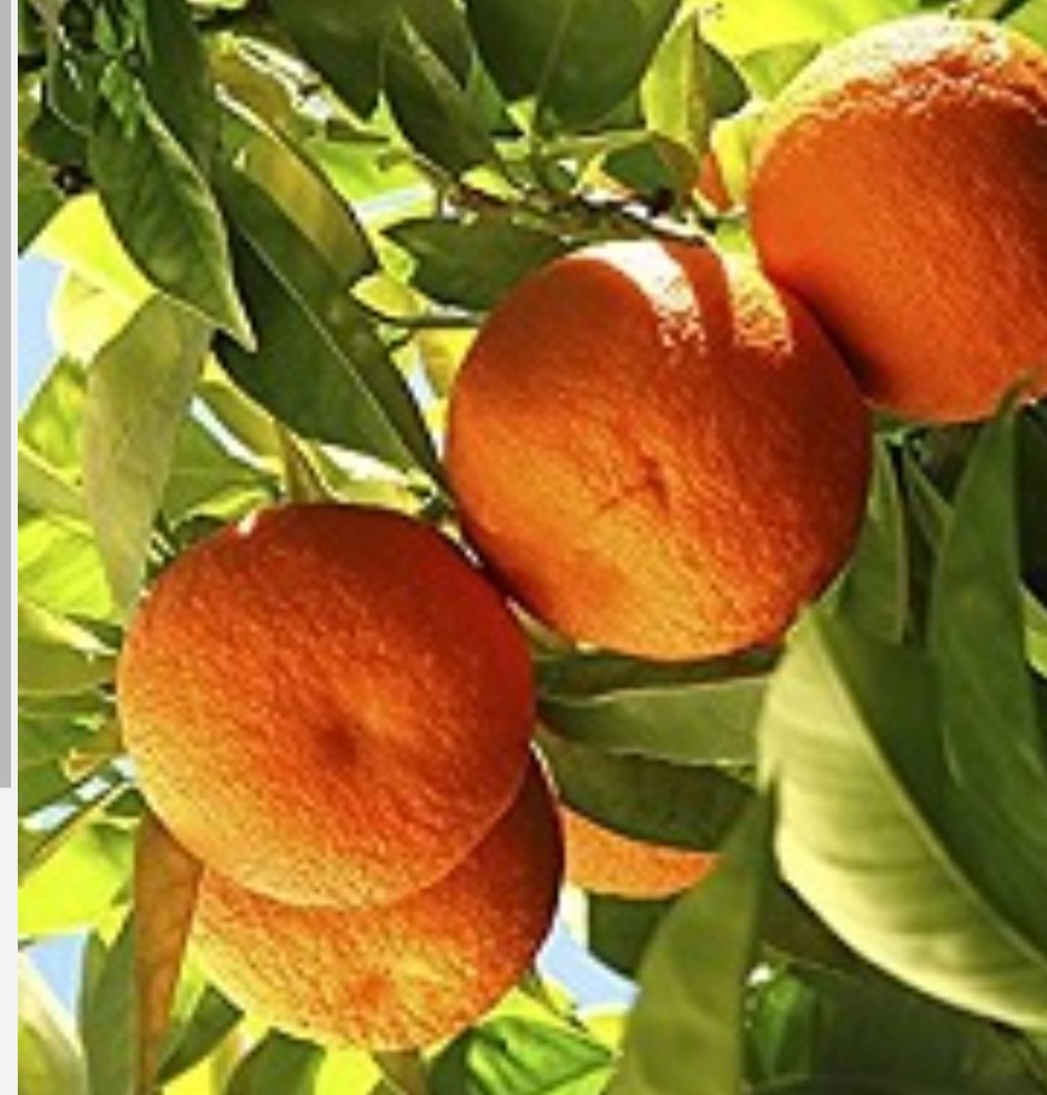 نارنگی تمپل