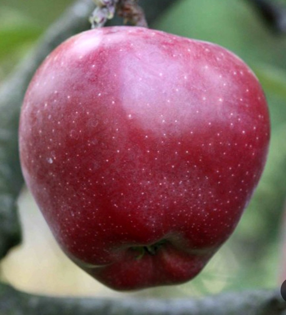 سیب استارکینگ فرانسه