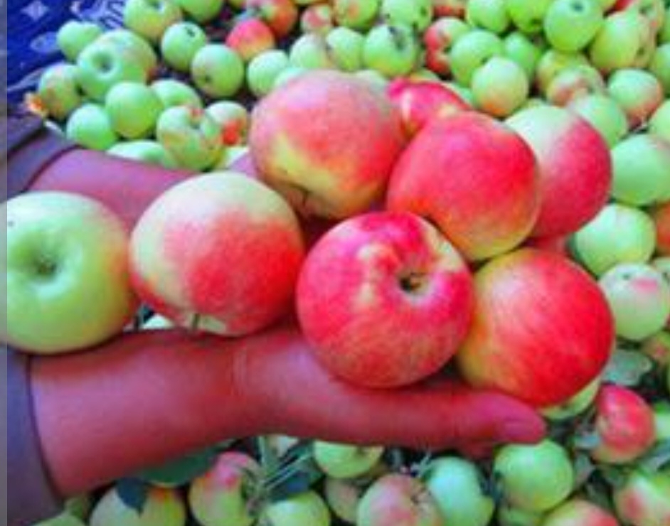 سیب شفیع ابادی