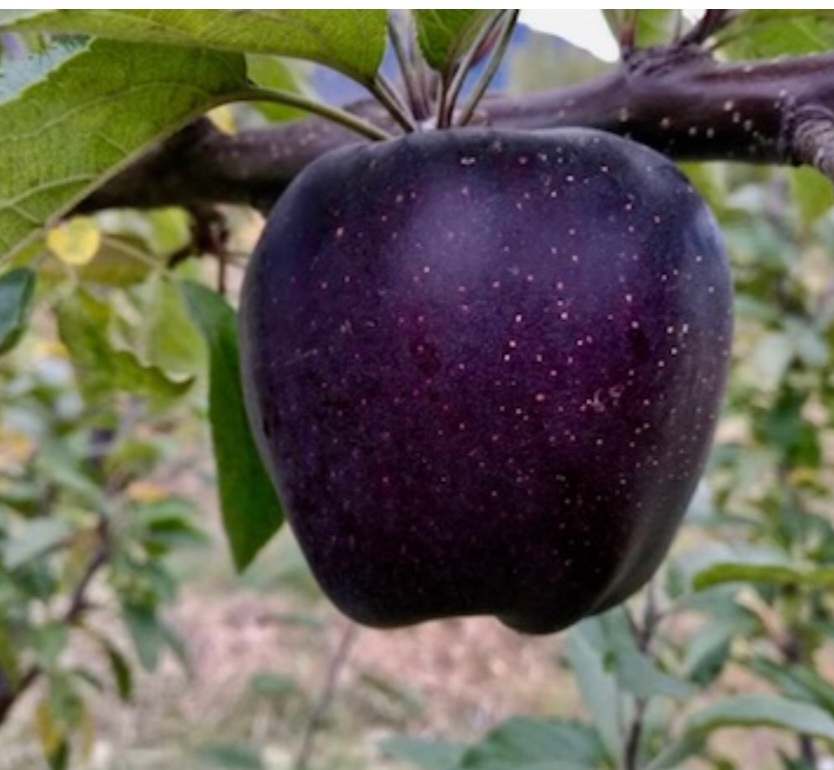 سیب جرومین سیاه